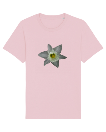Narcisa alba Cotton Pink