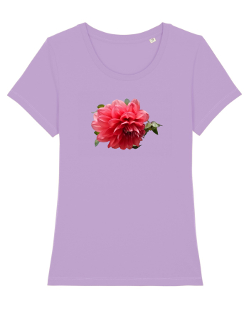 Dalia rosie Lavender Dawn