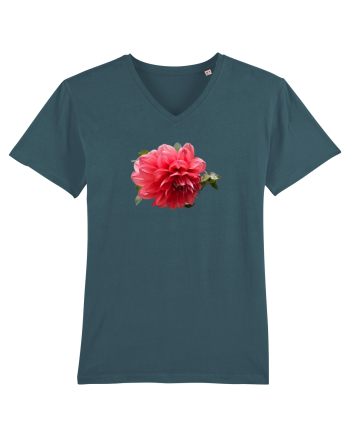 Dalia rosie Stargazer