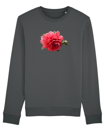 Dalia rosie Anthracite