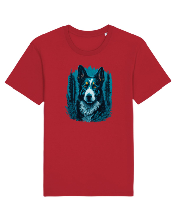 Border collie Red