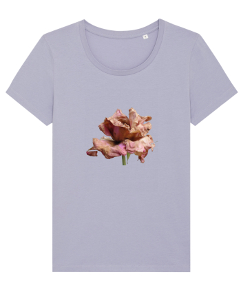 Trandafir ofilit Lavender