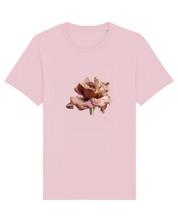 Trandafir ofilit Cotton Pink