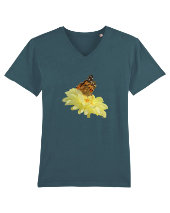 Un fluture si o floare Stargazer