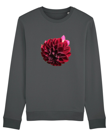Floare rosu inchis Anthracite