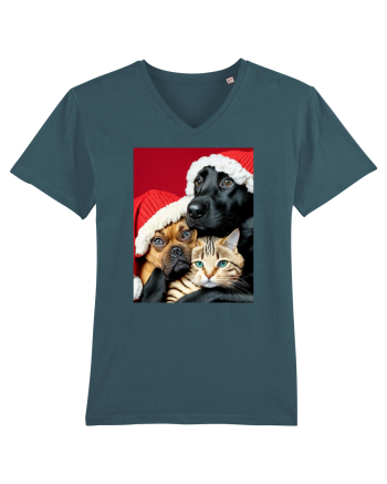 Dogs and cat in Christmas spirit  Stargazer