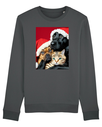 Dogs and cat in Christmas spirit  Anthracite