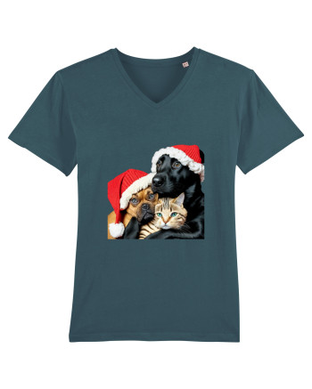Dogs and cat in Christmas spirit Stargazer