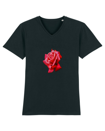 Red rose Black
