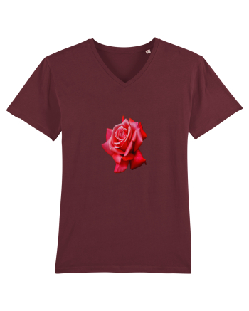 Red rose Burgundy
