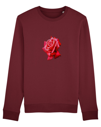 Red rose Burgundy