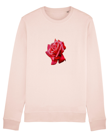 Red rose Candy Pink