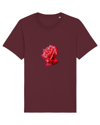 Red rose Burgundy