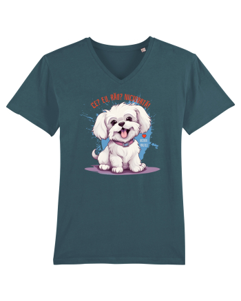 CE? EU, RAU? NICIODATA! - BICHON MALTEZ Stargazer