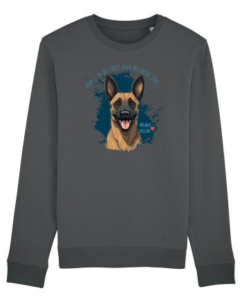 MDA, N-AS FACE ASTA - Malinois Belgian Anthracite