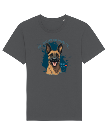 MDA, N-AS FACE ASTA - Malinois Belgian Anthracite