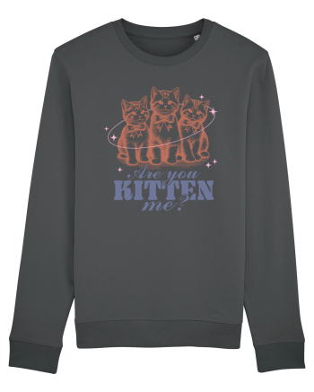 Are You Kitten Me? Anthracite