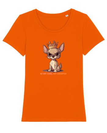 NU SUNT SCUND, SUNT CONCENTRAT - CHIHUAHUA 1 Bright Orange