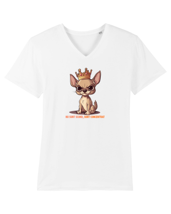 NU SUNT SCUND, SUNT CONCENTRAT - CHIHUAHUA 1 White