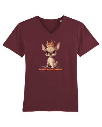 NU SUNT SCUND, SUNT CONCENTRAT - CHIHUAHUA 1 Burgundy