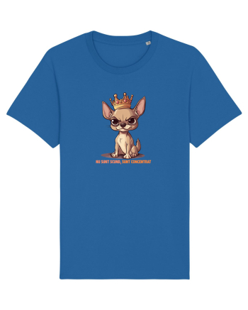 NU SUNT SCUND, SUNT CONCENTRAT - CHIHUAHUA 1 Royal Blue