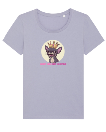 NU SUNT SCUND, SUNT CONCENTRAT - CHIHUAHUA 2 Lavender