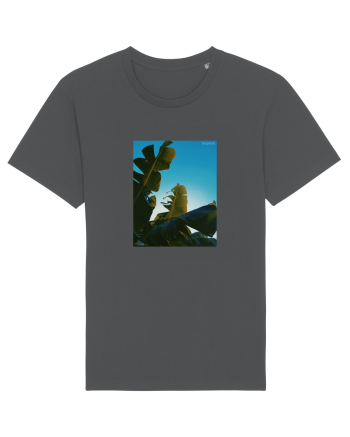 Tropical Therapy no. 6 Anthracite