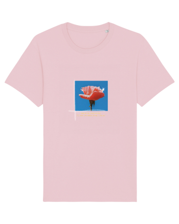Pure Rose  Cotton Pink