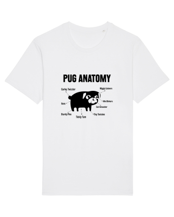 Pug Anatomy White