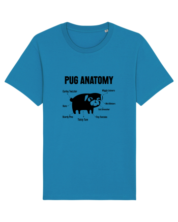 Pug Anatomy Azur