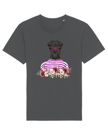 COOL CAMEL Anthracite