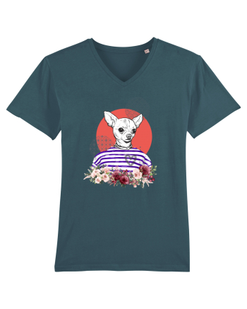 COOL Chihuahua Stargazer