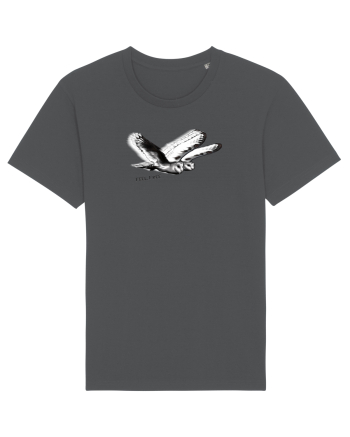 flying owls Anthracite